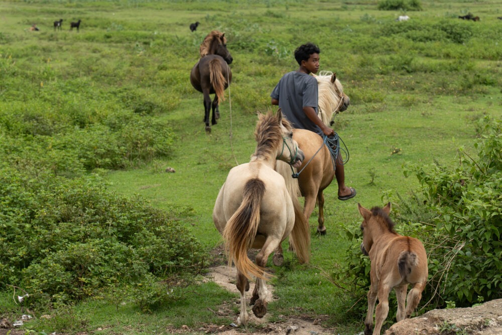 young indonesian boy rides horses in green field 