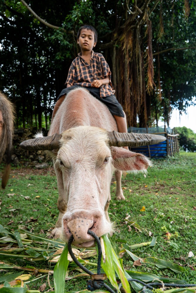 boy riding his buffalo
