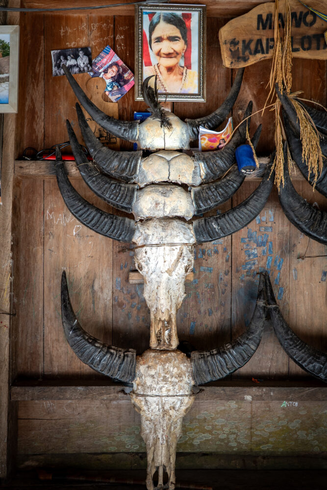 buffalo skulls on a wall 
