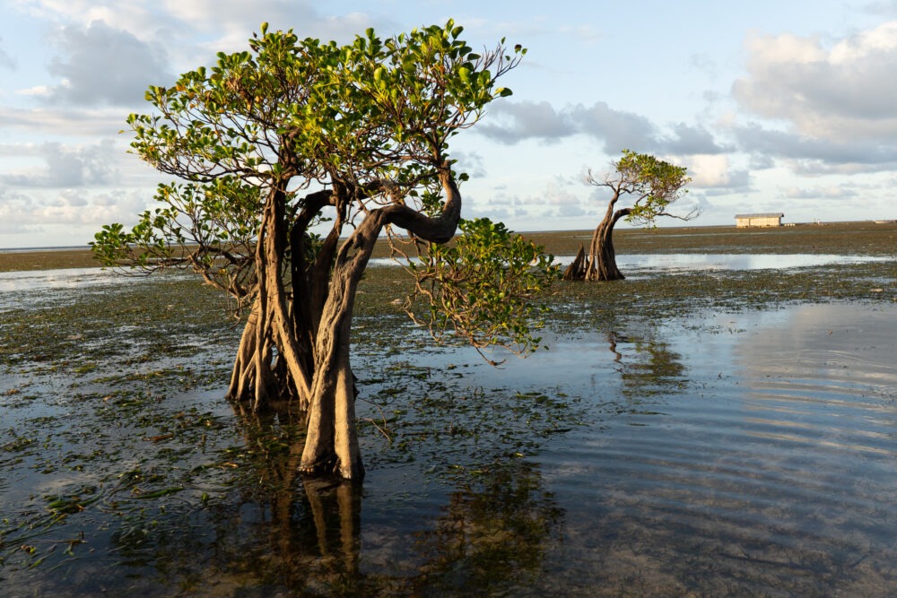 dancing trees of Sumba 