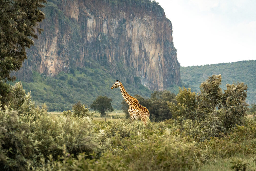 a giraffe in a lush canyon landscape