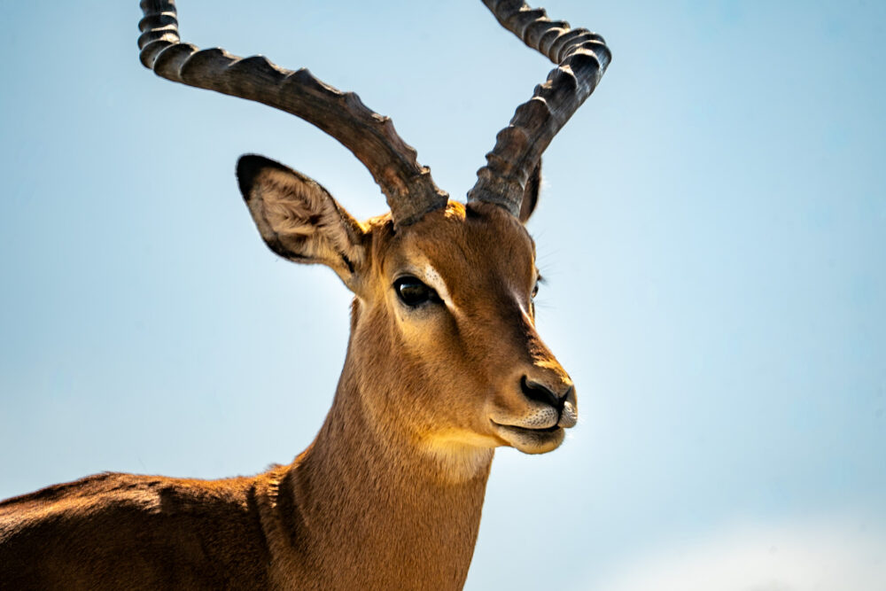 impala close up